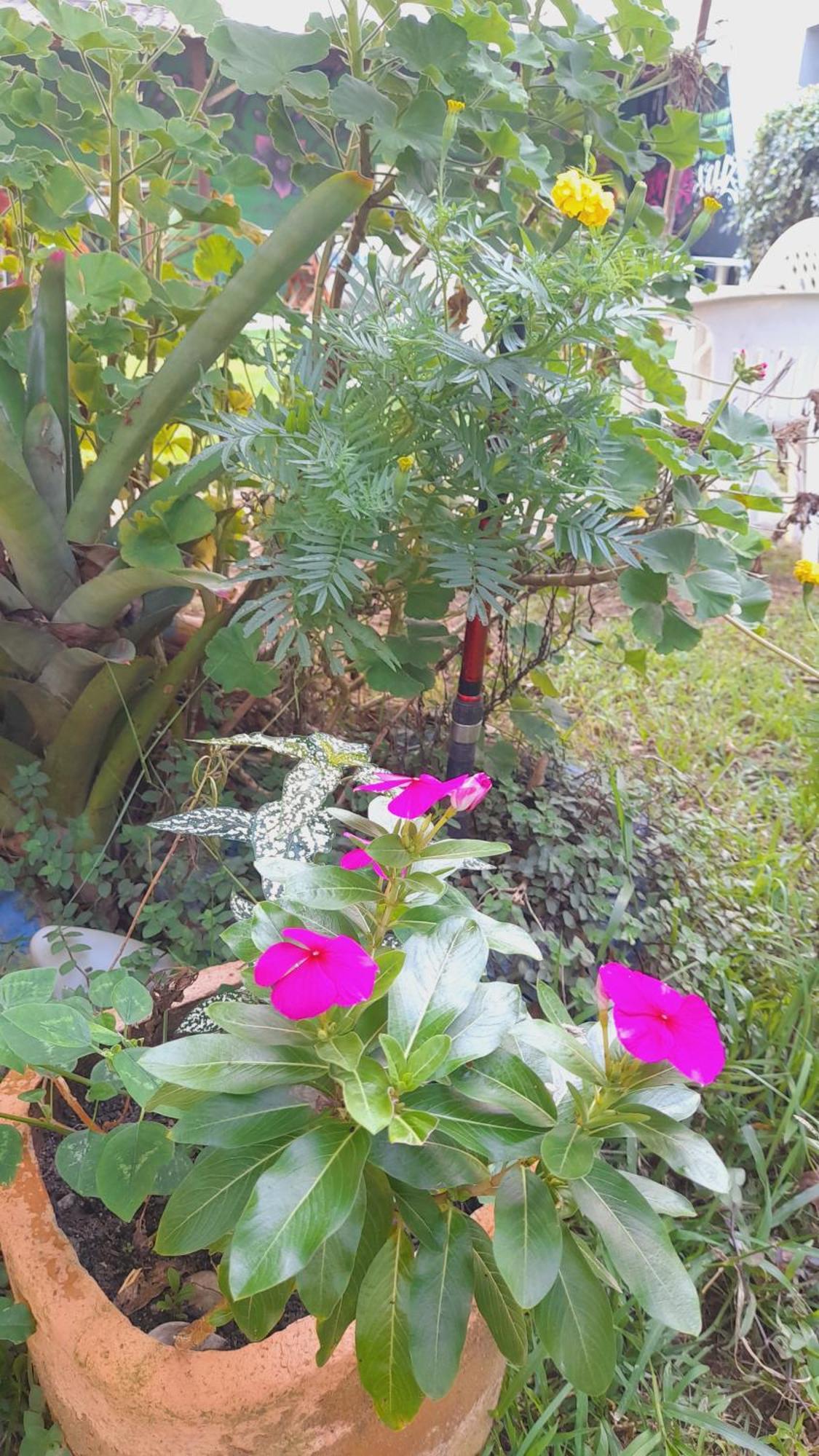 Pousada Flora Buzios Экстерьер фото